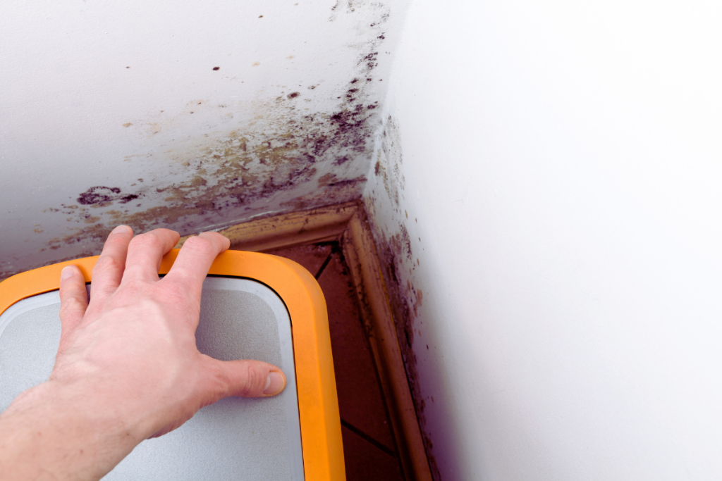 mold growth due to high basement humidity